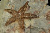 Fossil Starfish (Petraster?) & Edrioasteroids - Morocco #178810-1